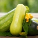 Alles, was Sie über Zucchini wissen müssen