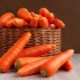 Alles, was Sie über Karotten wissen müssen