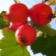 All about large-fruited hawthorn