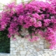 All about bougainvillea street
