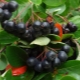All about chokeberry and its cultivation
