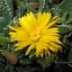 All about the faucaria flower
