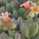 All about the Cotyledon flower
