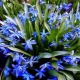 All about the scilla flower