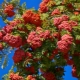 All about decorative mountain ash