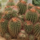 All about ferocactus