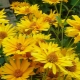 All about heliopsis
