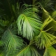 Vše o půdě pro palmy