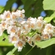 All about the beautiful catalpa