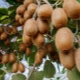 Alles over Chinese actinidia