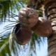 Tutto sull'albero di cocco