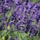 Alles über Lavendel angustifolia