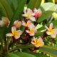 All about plumeria
