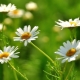 All about the field chamomile