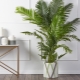 All about the areca plant
