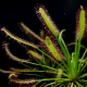 All about the Cape sundew