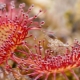All about round-leaved sundew