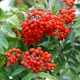 All about Siberian mountain ash