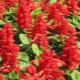 All about salvia red