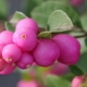 All about the dorenboz snowberry