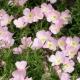 All about the evening primrose