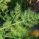 All about dill