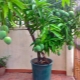 Coltivare mango in casa