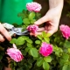 Wat te doen met vervaagde rozen aan de struiken?