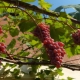 Que pouvez-vous planter à côté des raisins à l'extérieur?