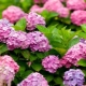 What to plant next to a hydrangea?