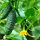 Wat te planten met komkommers in de kas en in het open veld?
