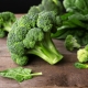 Che aspetto hanno i broccoli e come coltivare un tale cavolo?