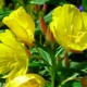 كيف تبدو زهرة الربيع المسائية وكيف تنمو زهرة؟