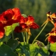 ما هو nasturtium وكيف تنمو زهرة؟