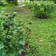 Peut-on planter des groseilles à côté d'un pommier ?