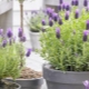 Can lavender be grown in a pot and how to do it?