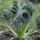 Description de l'albuka et croissance d'une fleur