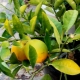 Waarom vallen citroenbladeren eraf en worden ze geel thuis en wat te doen?
