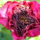 Warum werden Rosen zu schwarzen Knospen und was tun dagegen?