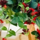 Variedades de eschinanthus y los matices de su cultivo.