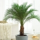 Variétés de palmiers dattiers et entretien d'eux