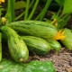 Courgette compatibiliteit met andere groenten in de tuin