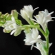 Tuberose and its cultivation