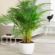 Types and cultivation of indoor palms