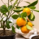 All about calamondine and its cultivation