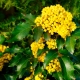 All about Mahonia