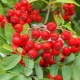 All about the mountain ash