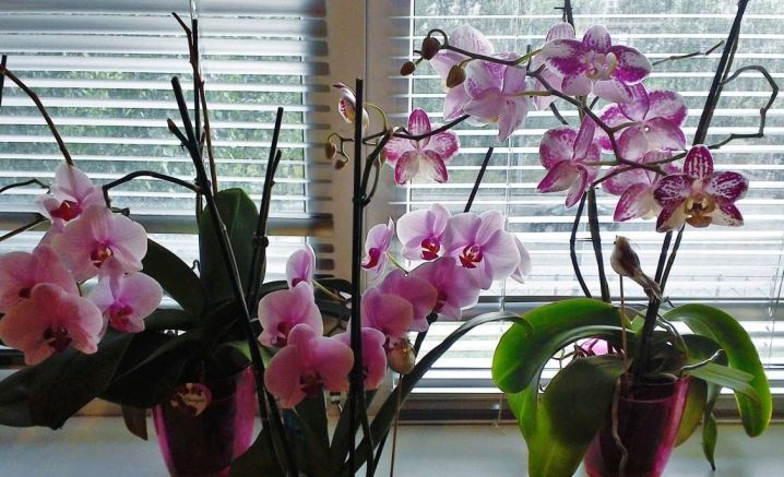 Paano palaguin ang mga orchid mula sa mga buto? 20 mga larawan Maaari