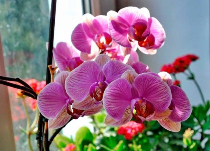 Paano palaguin ang mga orchid mula sa mga buto? 20 mga larawan Maaari