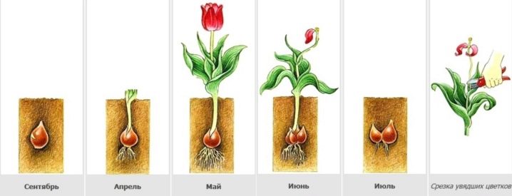 Tulpanlökar (37 bilder): när ska man plantera dem och hur man odlar dem ...